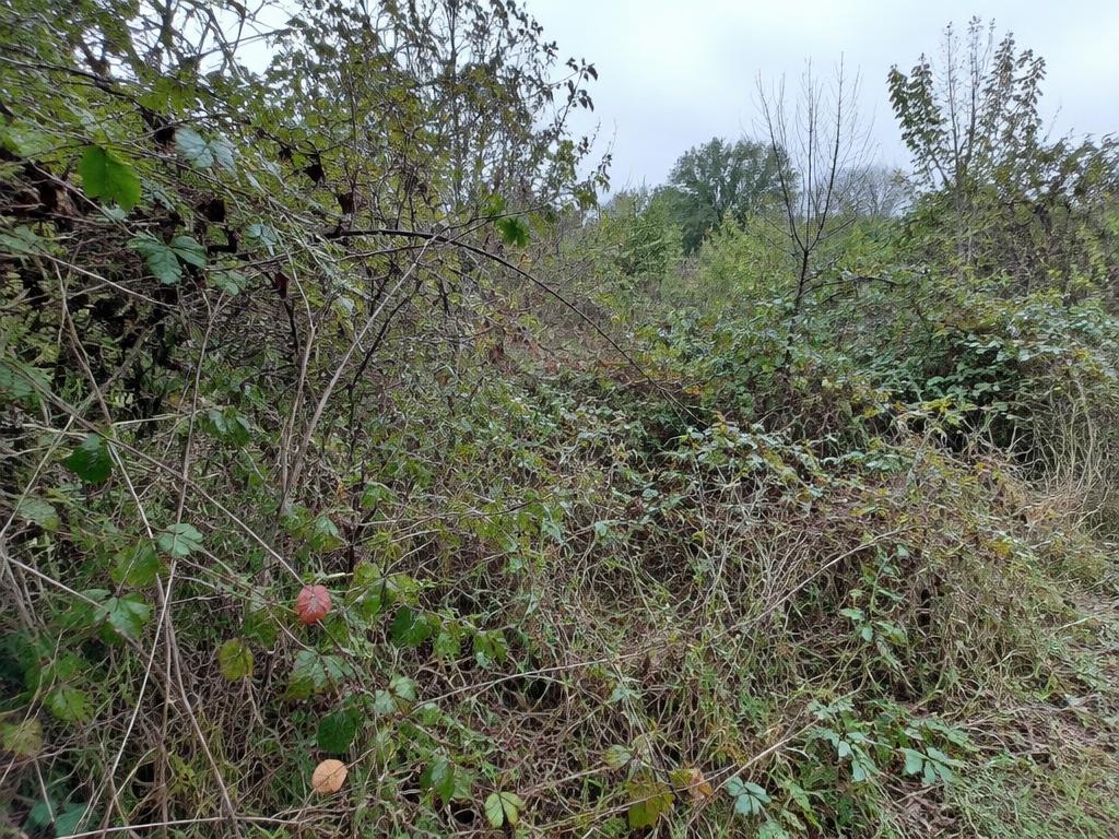 Brush & Undergrowth Removal