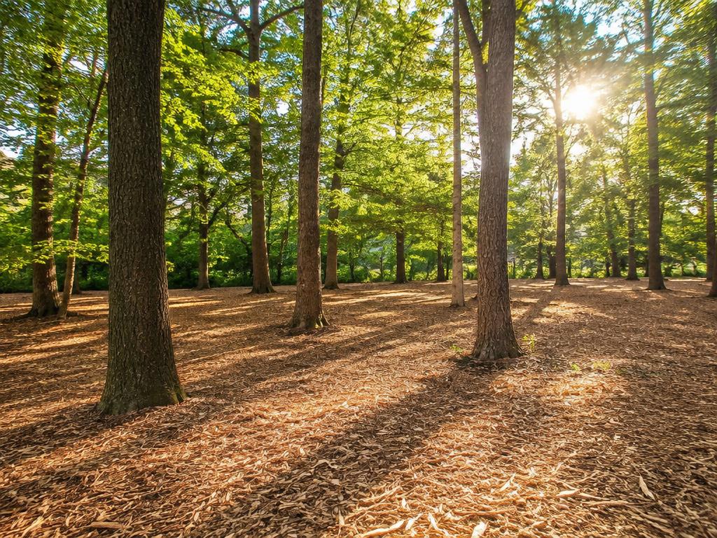 Forestry Mulching